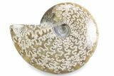 Polished Ammonite (Cleoniceras) Fossil - Madagascar #364960-1